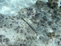 Parapercis millepunctata