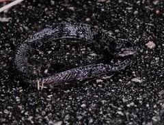 Pareas margaritophorus