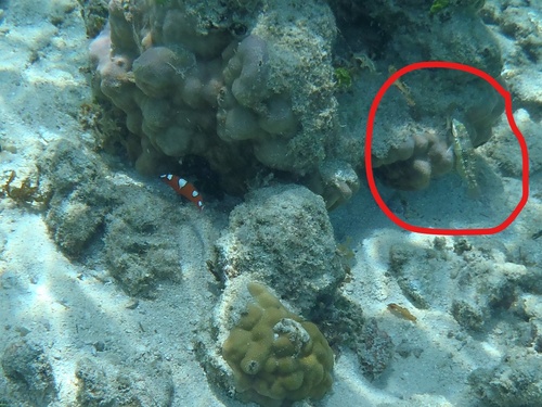 Halichoeres margaritaceus