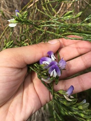 Psoralea congesta
