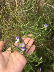 Psoralea congesta
