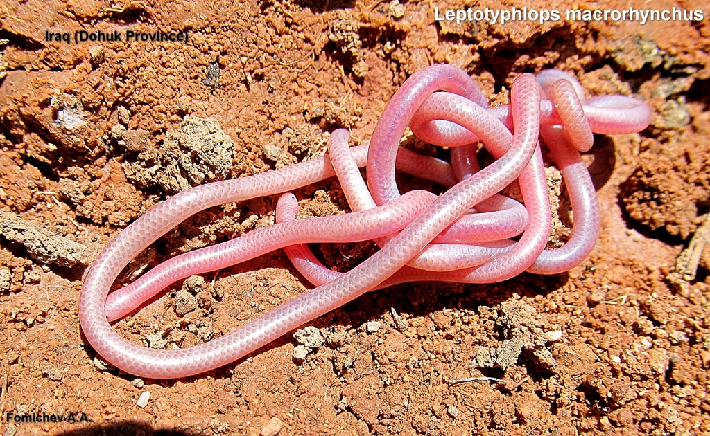 Scortecci's Blind Snake