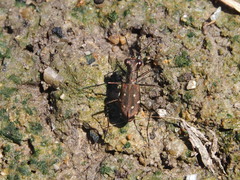 Cylindera kaleea