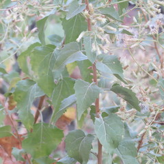 Brickellia floribunda