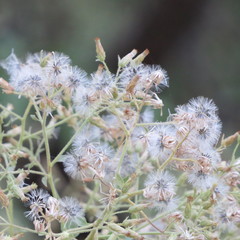 Brickellia floribunda