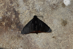 Pyrrhopygini