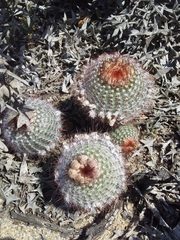 Parodia scopa