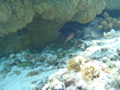 Sargocentron microstoma