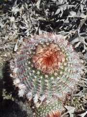 Parodia scopa