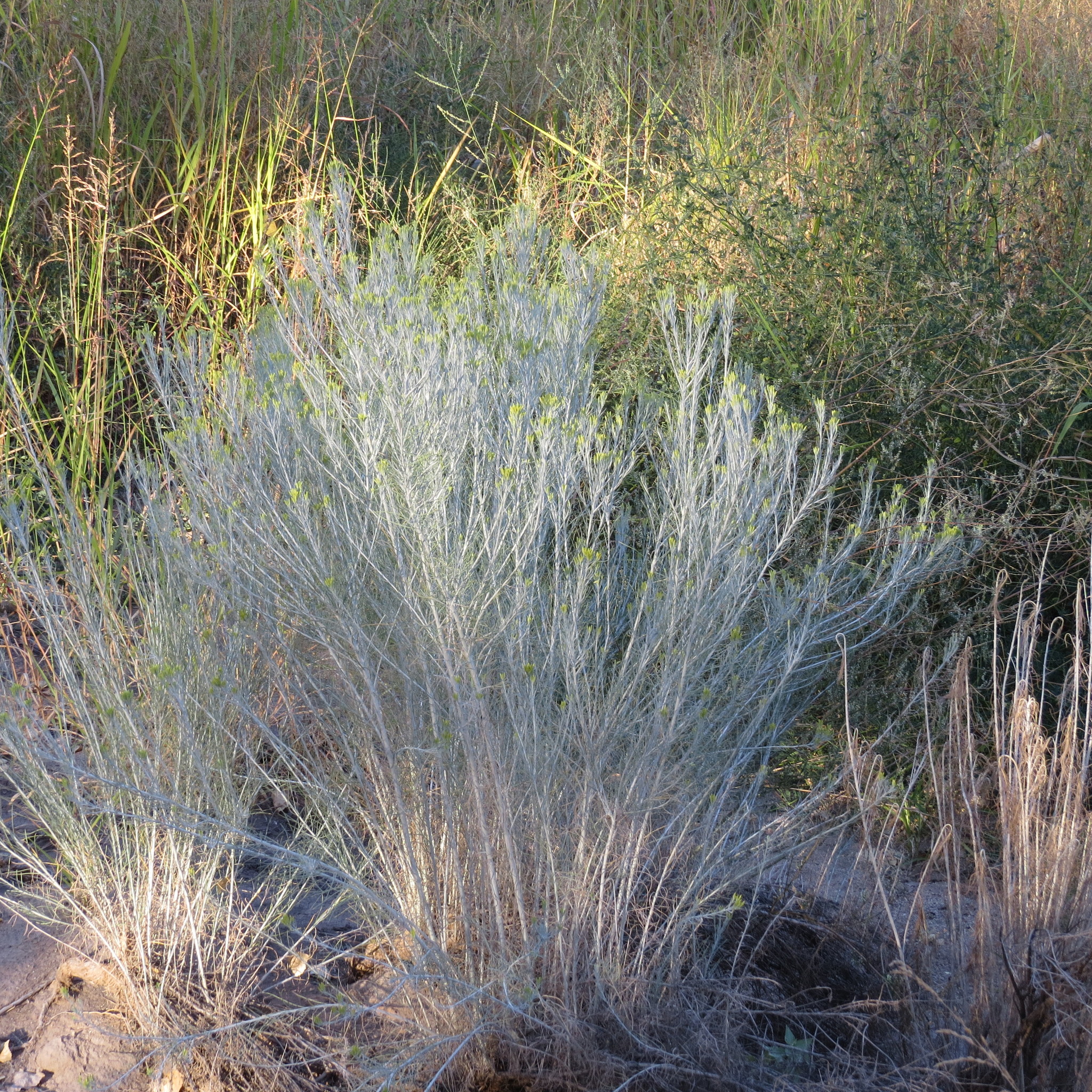 Ericameria nauseosa var. latisquamea