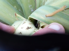 Epiphryne verriculata