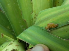 Epiphryne verriculata