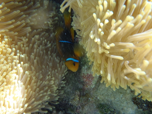 Amphiprion maohiensis