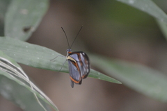 Ithomia agnosia
