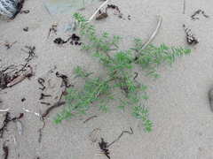 Salsola kali kali
