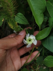 Mesechites trifidus