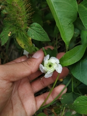 Mesechites trifidus