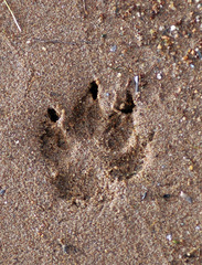 Nyctereutes procyonoides