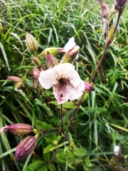 Microbotryum lychnidis-dioicae