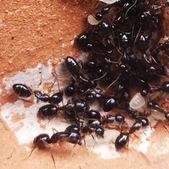 Camponotus bertolonii