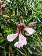 Microbotryum lychnidis-dioicae