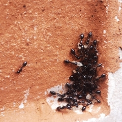 Camponotus bertolonii