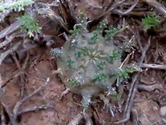 Euphorbia arida