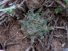 Euphorbia arida