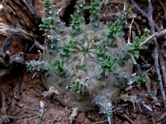 Euphorbia arida