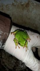 Hyla intermedia perrini