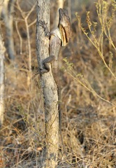 Chlamydosaurus kingii