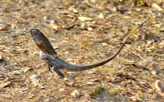 Chlamydosaurus kingii