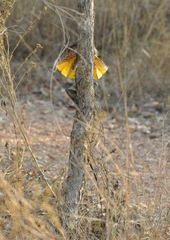 Chlamydosaurus kingii