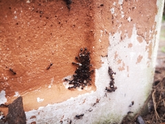 Camponotus bertolonii