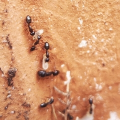 Camponotus bertolonii