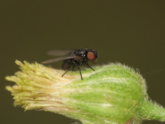 Agromyzinae