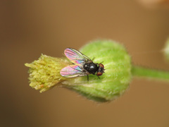 Agromyzinae