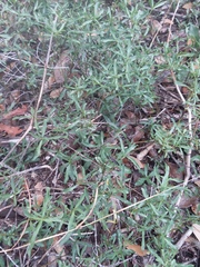 Dyschoriste linearis