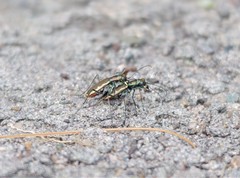 Cicindela marginipennis