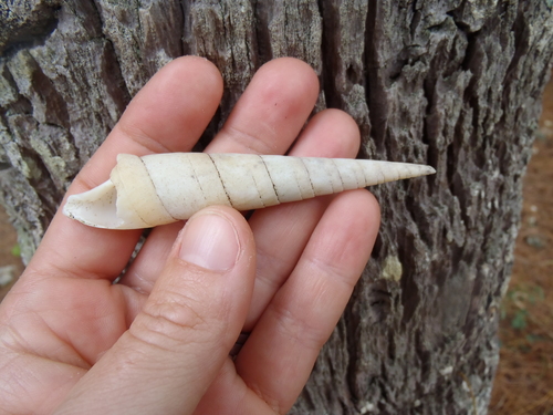 Oxymeris dimidiata