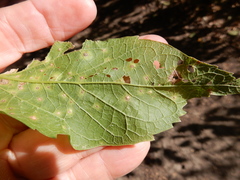 Pachypsylla celtidisasterisca