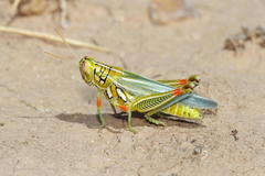 Hesperotettix viridis viridis