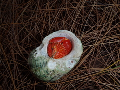 Coenobita perlatus