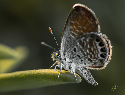 Western Pygmy-Blue