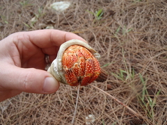 Coenobita perlatus