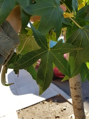 Liquidambar styraciflua