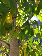 Liquidambar styraciflua
