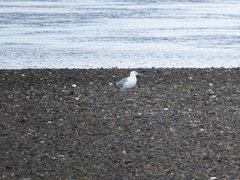 Larus argentatus image