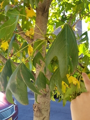 Liquidambar styraciflua