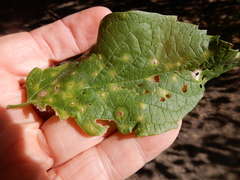 Pachypsylla celtidisasterisca